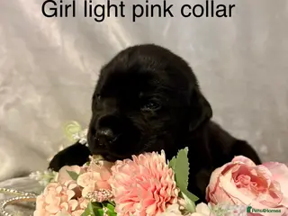 Mixed Breed dogs Gorgeous Old English mastiff x Labrador puppies - Advert 18