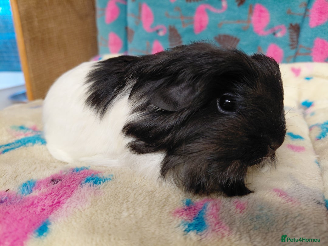 Guinea Pig rodents for sale: Baby Longhaired/ Longhaired Retired Young Adults. - Advert 4