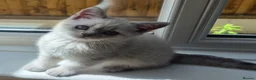 Scottish Fold cats for sale: Scottish Fold &Scottish Straight - Advert 23