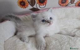 Ragdoll cats for sale: Registered male Ragdoll kittens  - Image 14