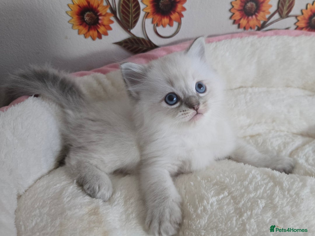 Ragdoll cats for sale: Registered male Ragdoll kittens  - Image 14