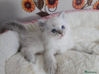 Ragdoll cats - Advert 4