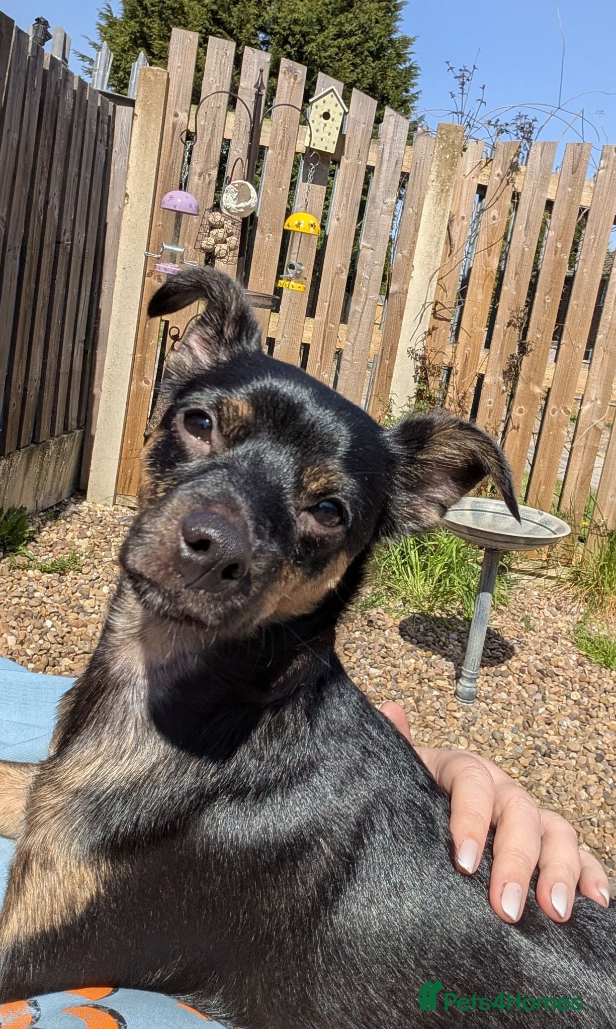 Chorkie dogs 1 year old male chorkie  - Advert 2