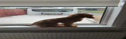 Cocker Spaniel dogs for sale: 8 month, Male cocker spaniel  in Bellshill - Advert 5