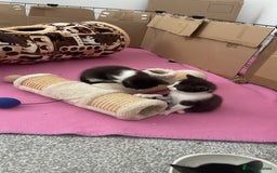 British Shorthair cats for sale: Three British shorthair kittens  - Image 5