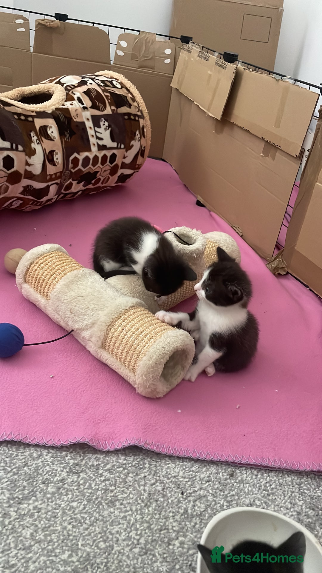 British Shorthair cats for sale: Three British shorthair kittens  - Image 5