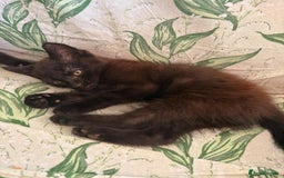 Domestic Shorthair cats for sale: 2 beautiful black and brown kittens  - Image 3