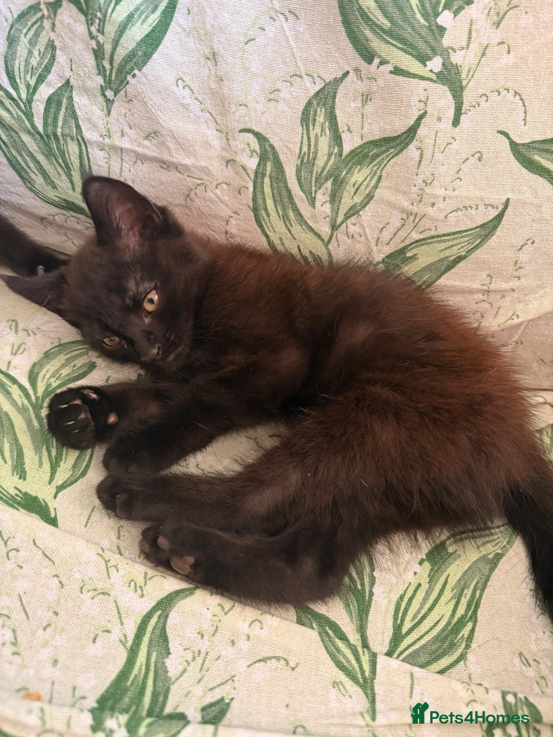 Domestic Shorthair cats for sale: 2 beautiful black and brown kittens  - Image 3