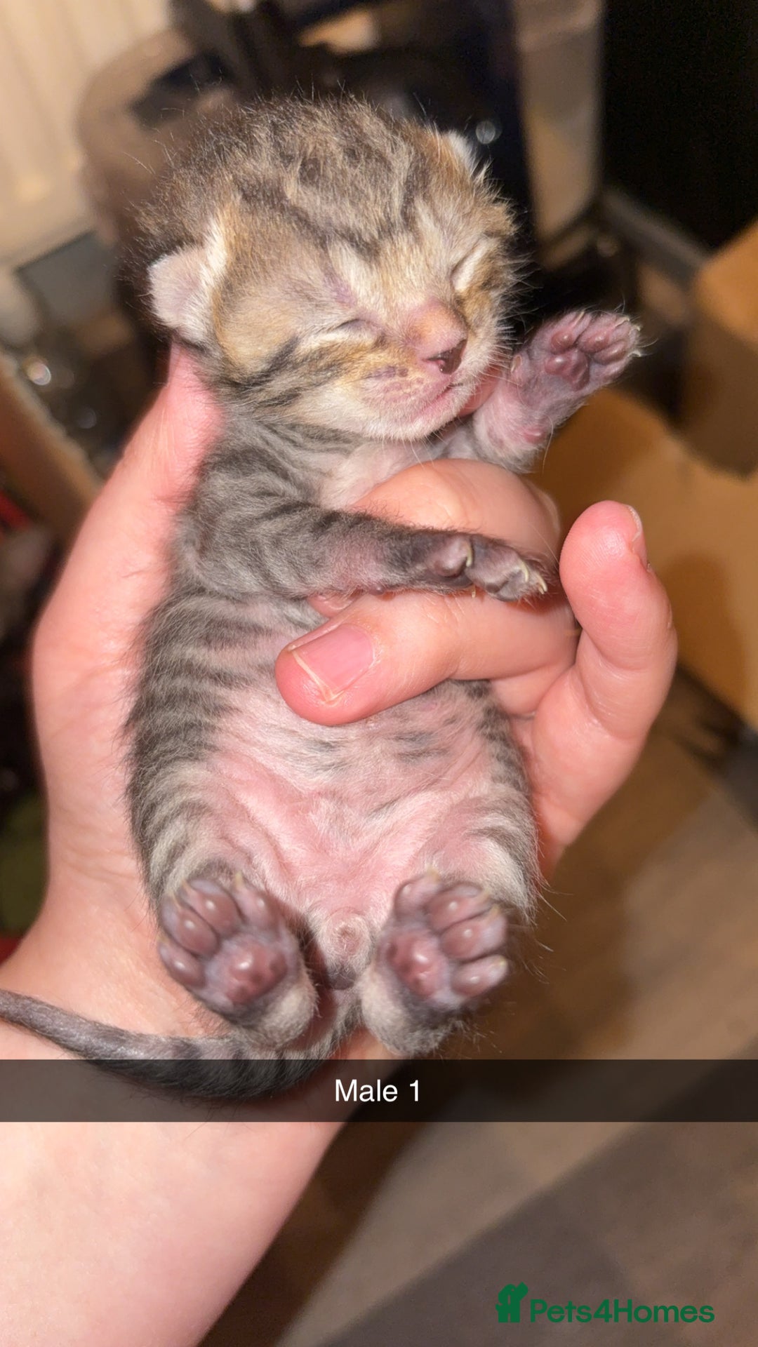 Mixed Breed cats for sale: 4 male kittens ready 12th October  - Image 2
