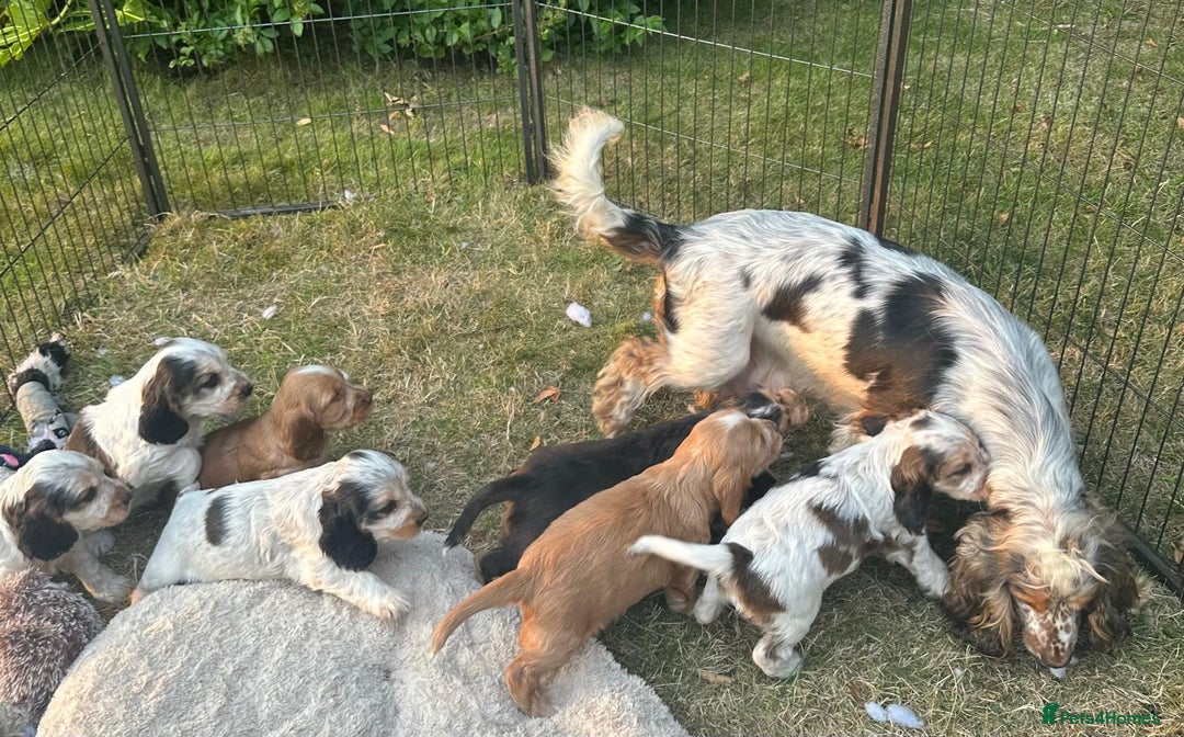 Cocker Spaniel dogs for sale: STUNNING Rizi Bizi sired Cocker puppies DNA Tested - Image 16