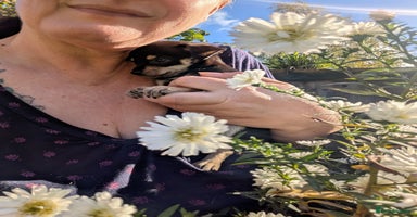 Chipoo dogs - Advert 11