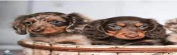 Miniature Dachshund dogs for stud: ✨Kc mini long haired dapple✨ 17 champions✨ in Romford - Advert 19