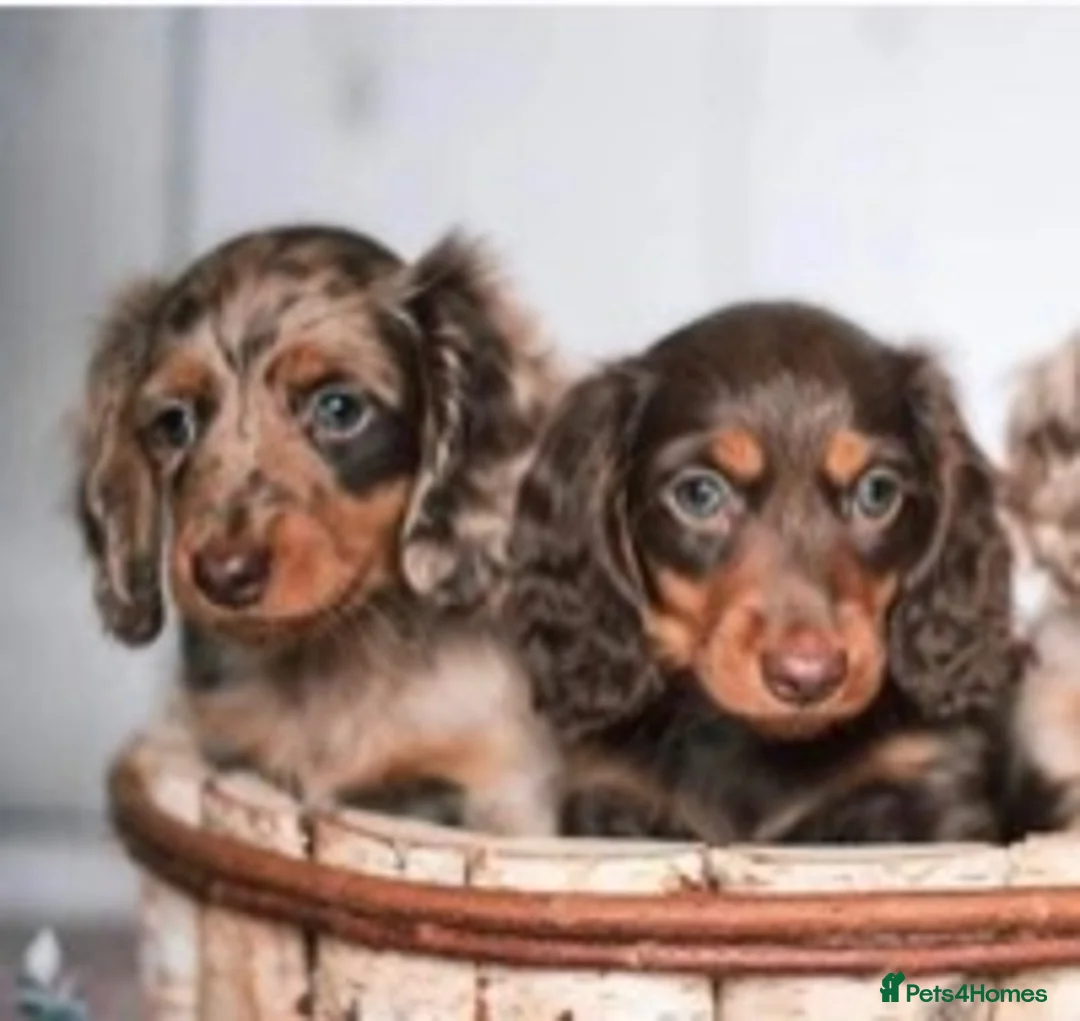 Miniature Dachshund dogs for stud: ✨Kc mini long haired dapple✨ 17 champions✨ in Romford - Advert 19