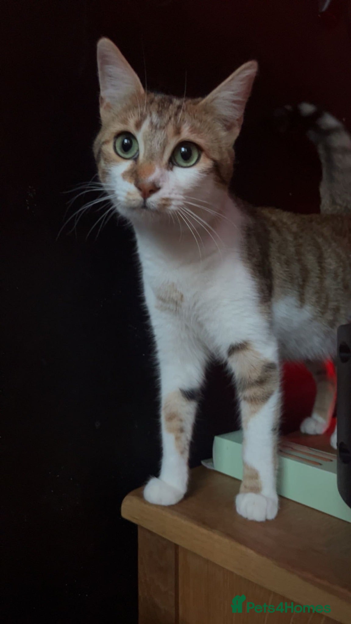 Mixed Breed cats 🐱✨3 Gorgeous Half Bengal Kittens!✨🐱 - Advert 3