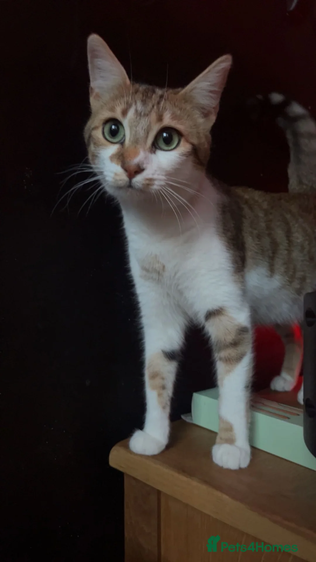 Mixed Breed cats for sale: 🐱✨3 Gorgeous Half Bengal Kittens!✨🐱 in Irvine - Advert 1