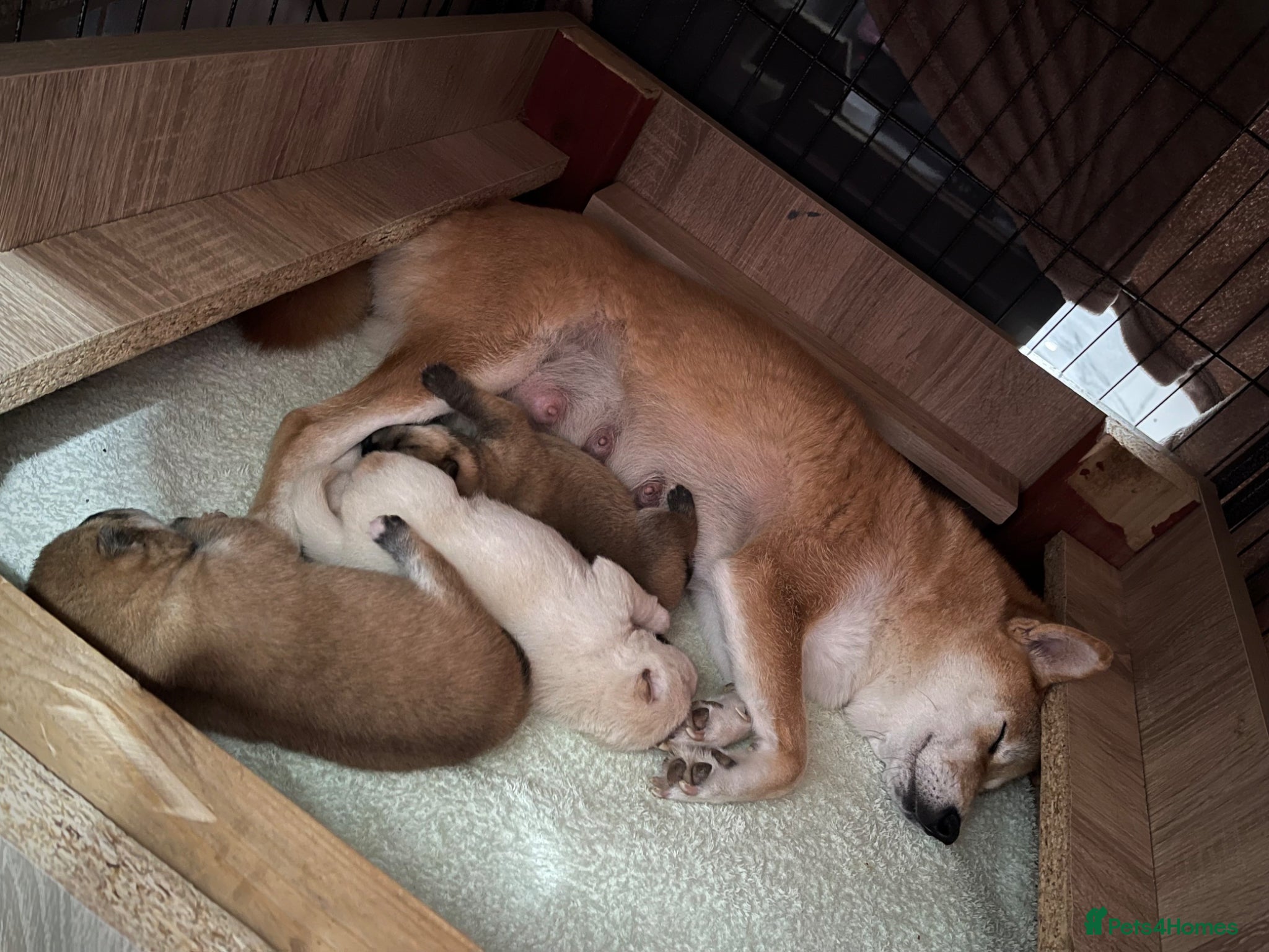Japanese Shiba Inu dogs KC registered Japanese Shiba Inu puppies - Advert 3