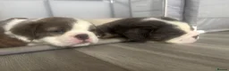 English Bulldog dogs for sale: FLUFFY ENGLISH BULLDOG  - Advert 4