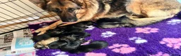 German Shepherd dogs for sale: Born 22nd! Waiting list for German Shepherd pups - Advert 16