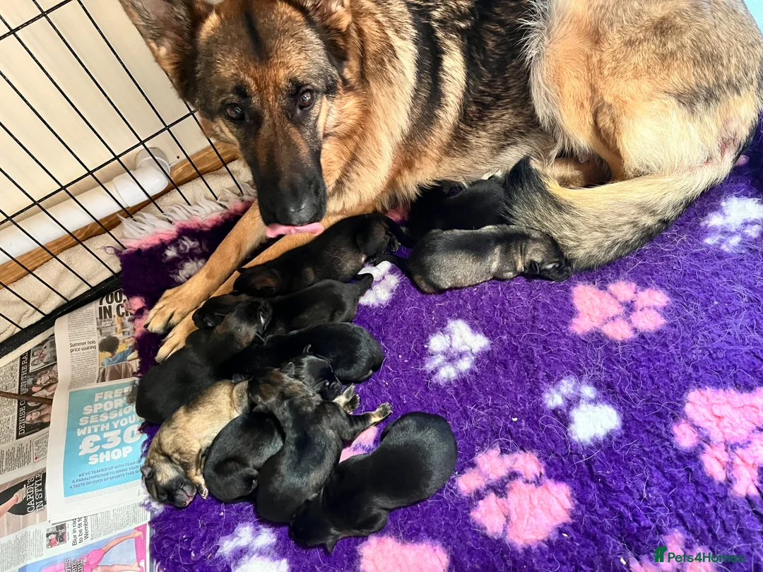 German Shepherd dogs for sale: Born 22nd! Waiting list for German Shepherd pups - Advert 16