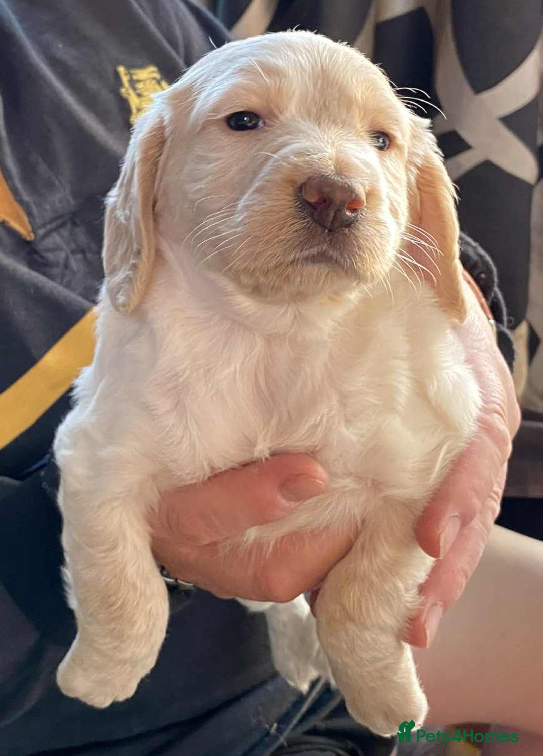 Cocker Spaniel dogs for sale: Amazing Chunky Working Cocker spaniel Puppies - Image 2