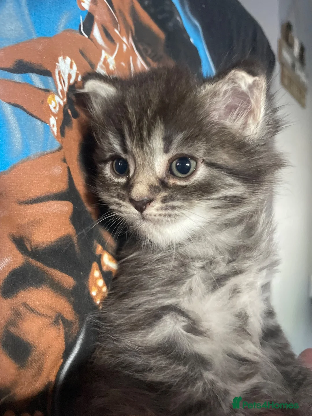 British Shorthair cats for sale: Three Gorgeous Kittens Looking For Forever Homes  in Peterhead - Advert 2