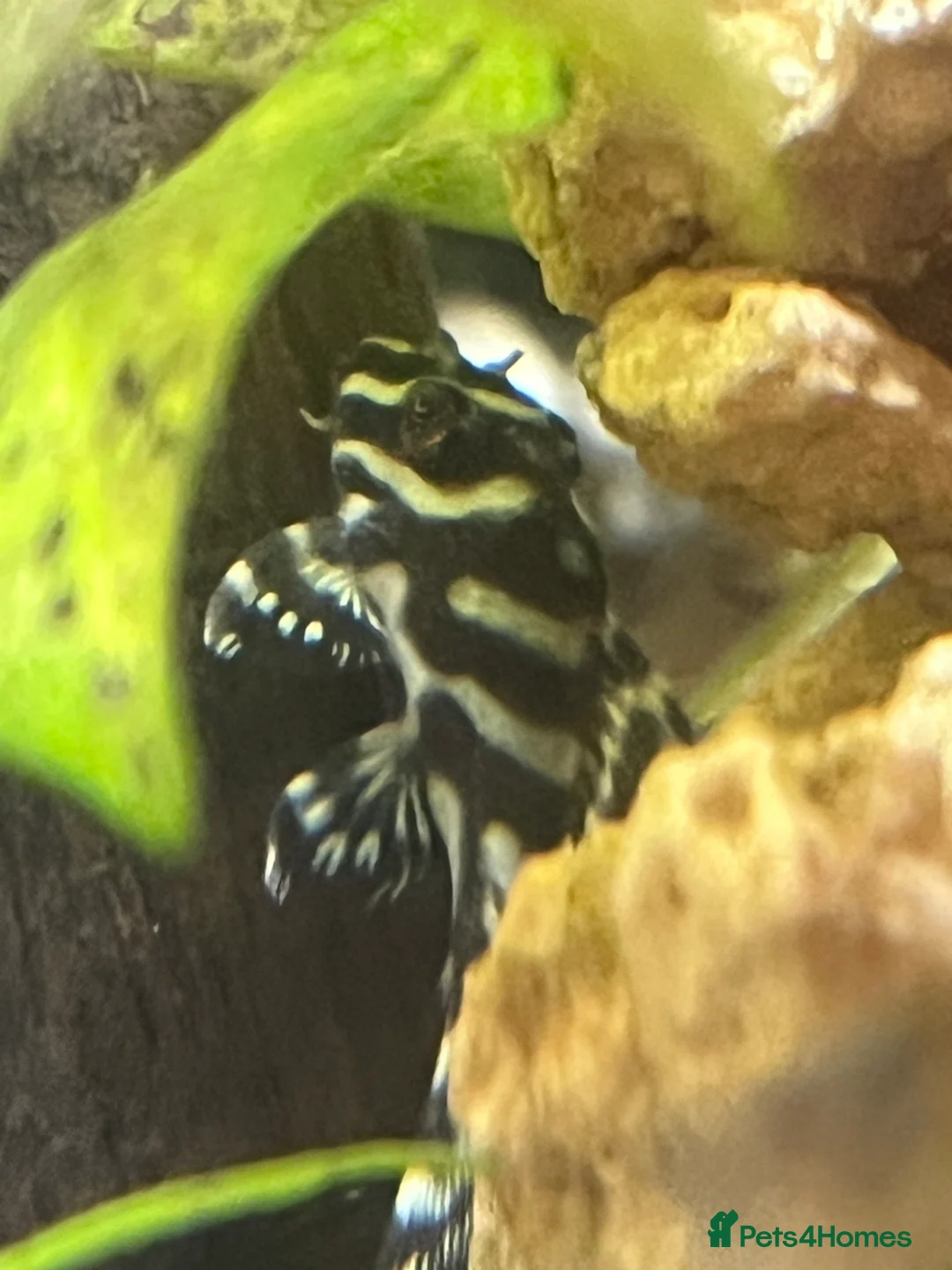 Plecos fish for sale: L333 A grade Plecos. 1”-3” - Advert 1