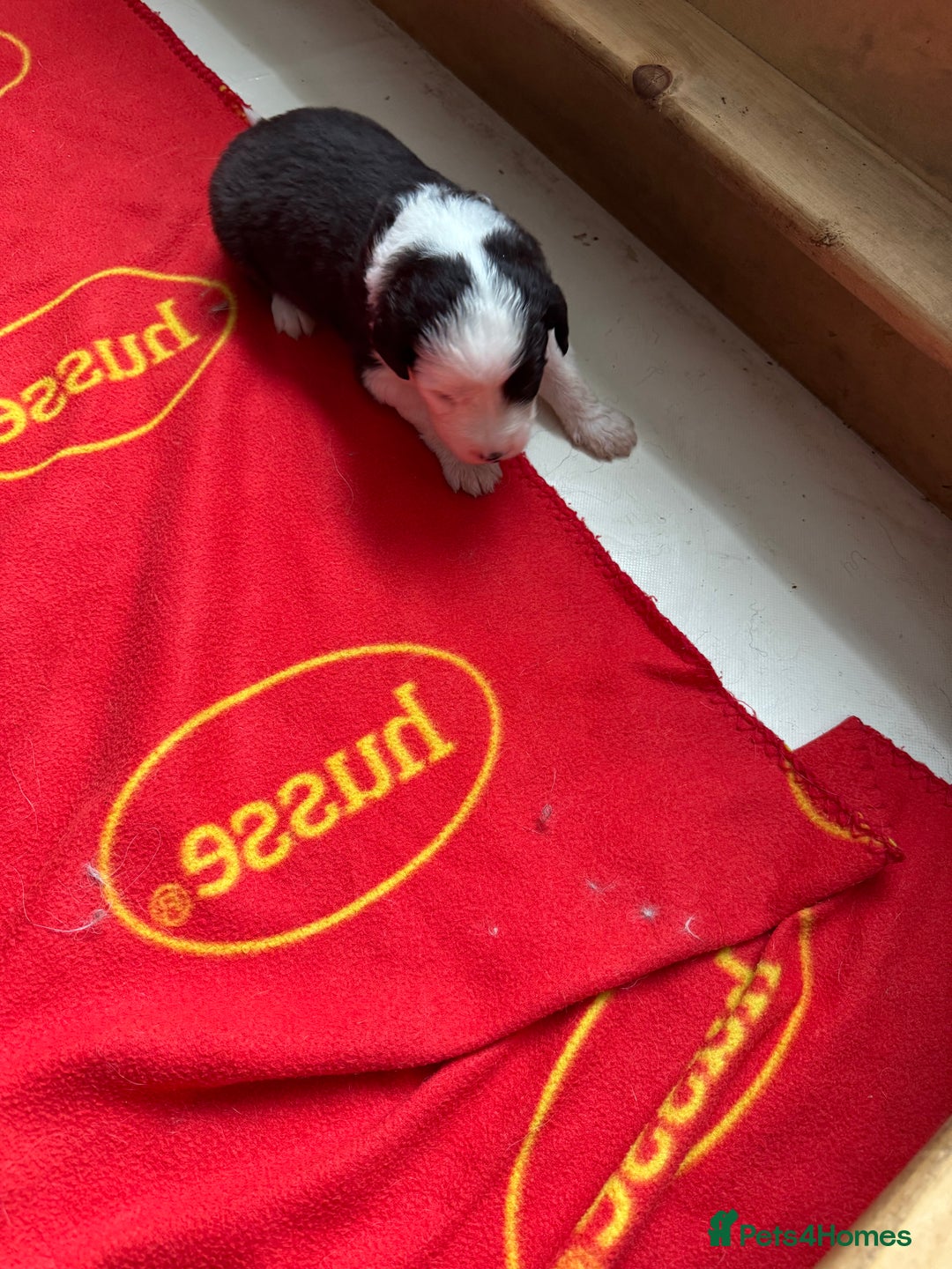 Old English Sheepdog dogs for sale: old english sheepdog puppies - Image 4