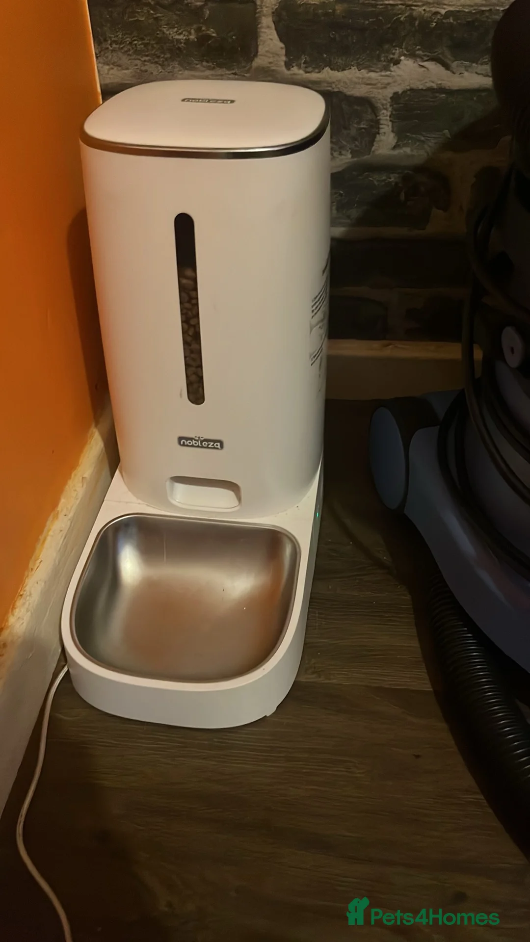 Mixed Breed cats for sale: Tosia in Peterborough - Advert 2