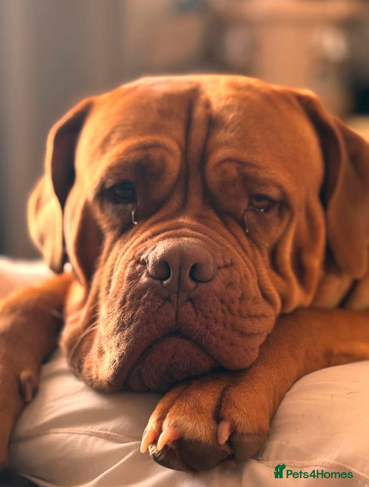Dogue De Bordeaux dogs Beautiful pedigree DDB - Advert 7