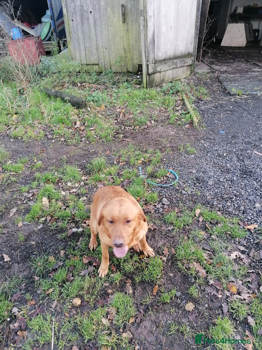 Labrador Retriever dogs for sale: Beautiful fox red bitch reeva  - Advert 4