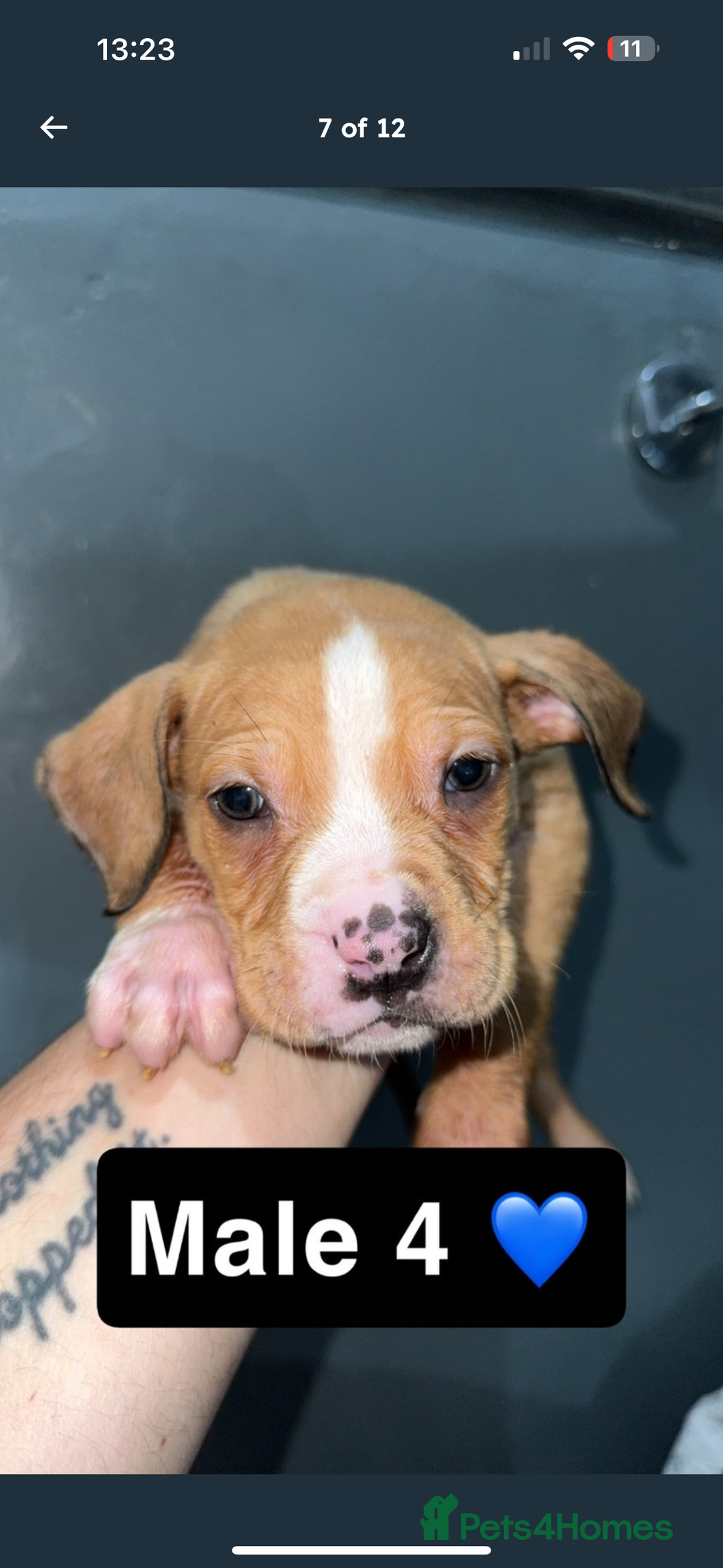 Mixed Breed dogs for sale: Alpha blue bulldog x mastiff - Image 7