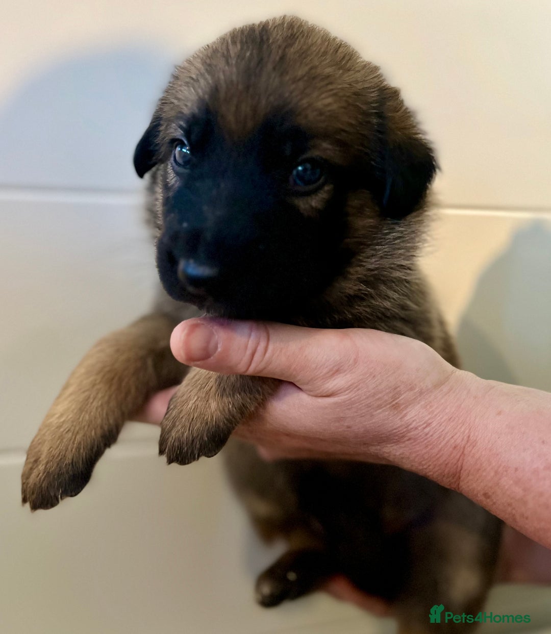 German Shepherd dogs for sale: BEAUTIFUL GERMAN SHEPHERD PUPPIES 😍 - Image 4