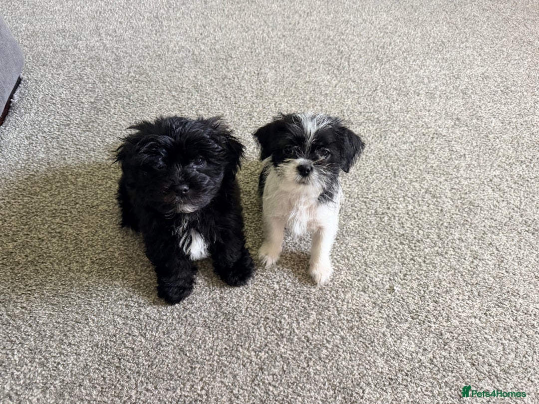 Zuchon dogs for sale: Shihzu x Bichion x Westie - Advert 1