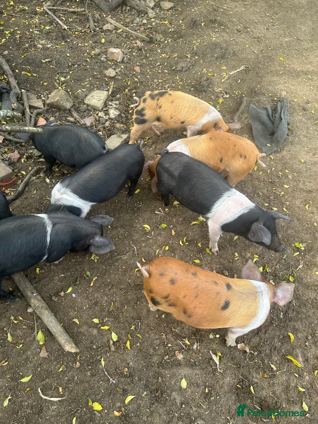Pig livestock for sale: Saddleback x Tamworth piglets  - Image 3