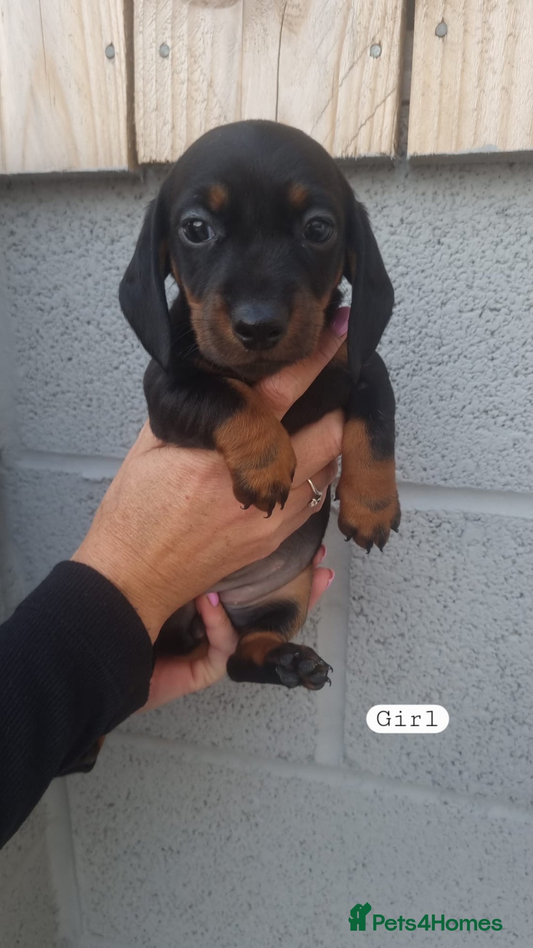 Dachshund dogs for sale: A lovely litter of Dachshund pups  - Image 5