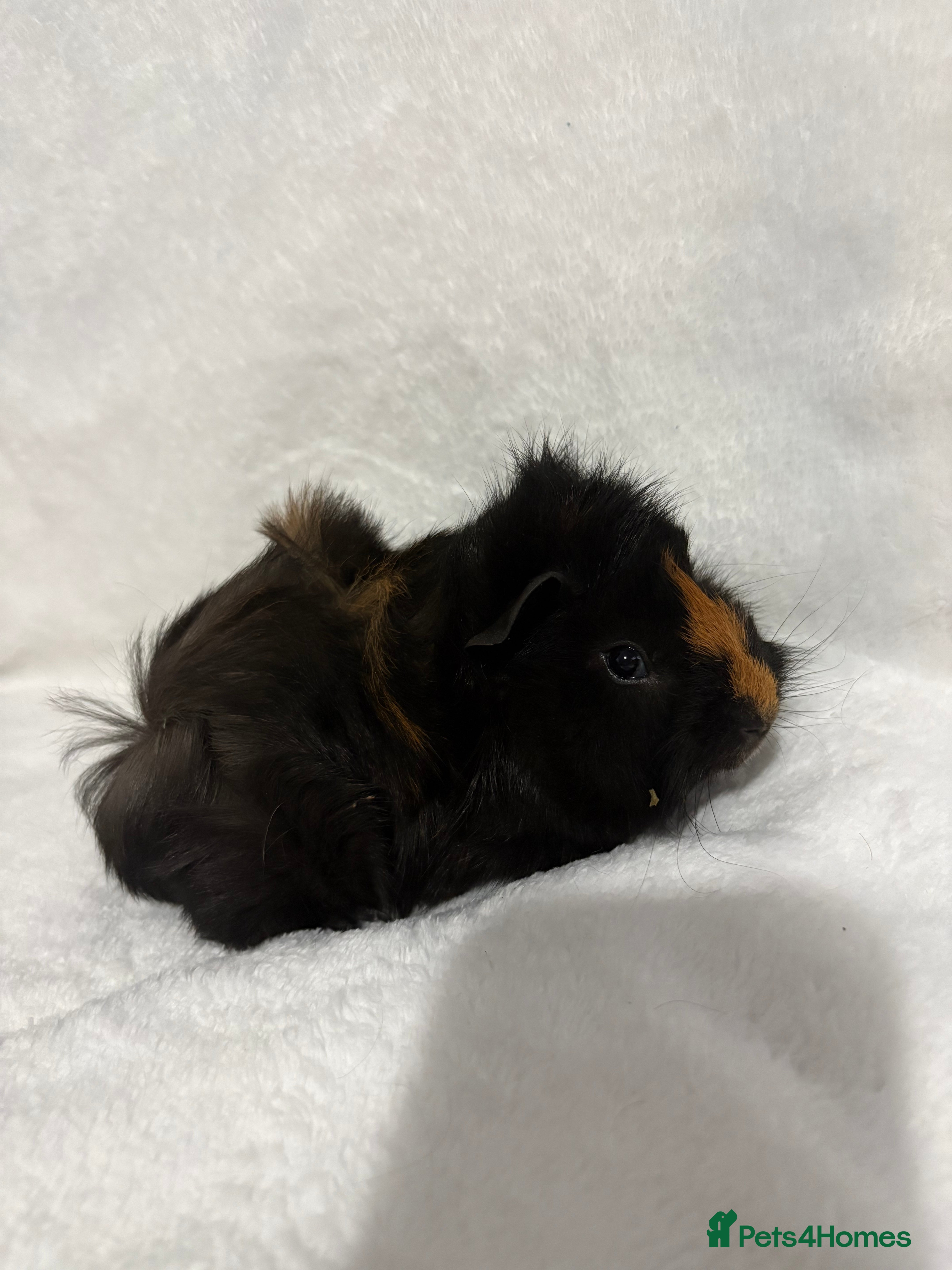 Guinea Pig rodents Baby boar for sale in Hailsham - Advert 1