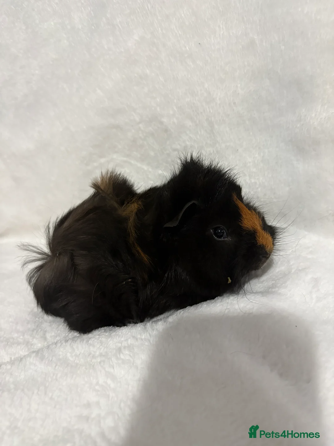 Guinea Pig rodents for sale: Baby boar for sale - Advert 1
