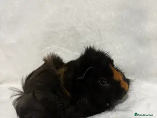 Guinea Pig rodents Baby boar for sale in Hailsham - Advert 1