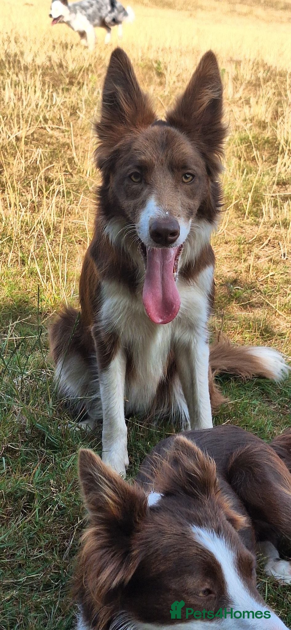 Border Collie dogs Beautiful Red and White Collie Bitch for Sale - Advert 2