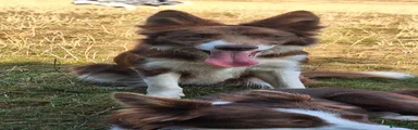 Border Collie 1