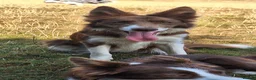 Border Collie dogs for sale: Beautiful Red and White Collie Bitch for Sale - Advert 2