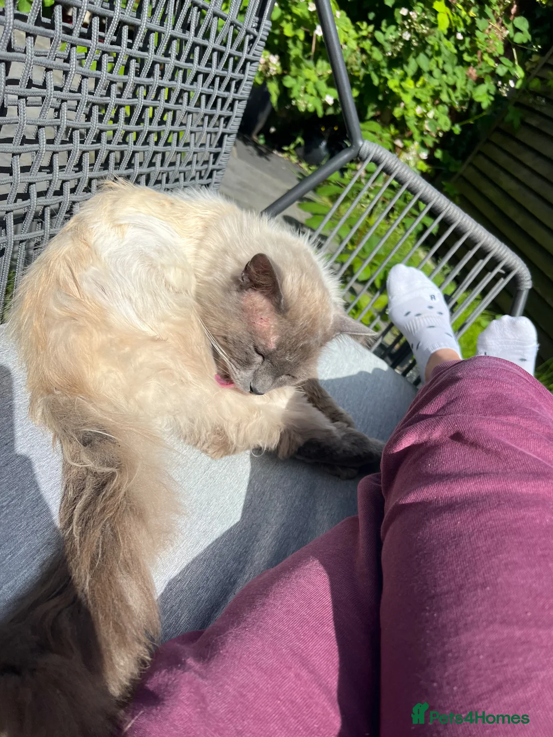 Ragdoll cats for sale: Radgoll  - Advert 13