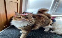 Maine Coon cats for sale: GCCF pedigree Maine Coon Kittens  - Image 11