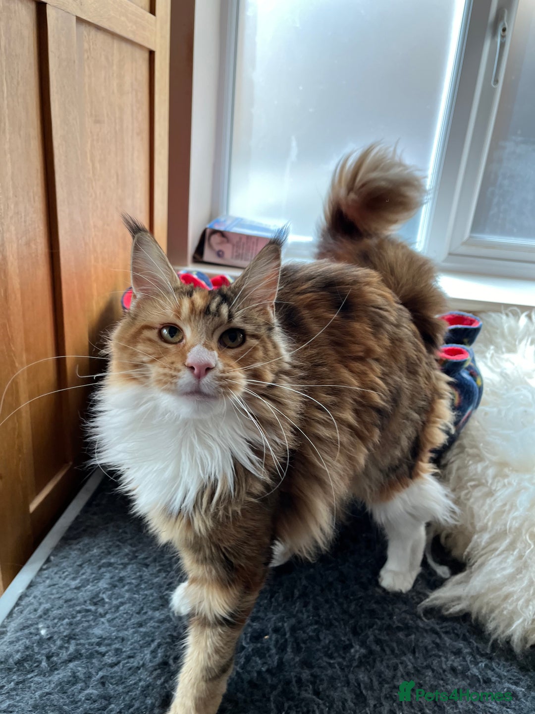 Maine Coon cats for sale: GCCF pedigree Maine Coon Kittens  - Image 11