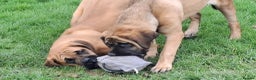 Mastiff dogs for sale: KC registered English Mastiff girls  - Advert 11