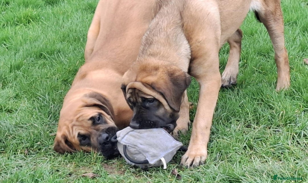Mastiff dogs for sale: KC registered English Mastiff girls  - Advert 11