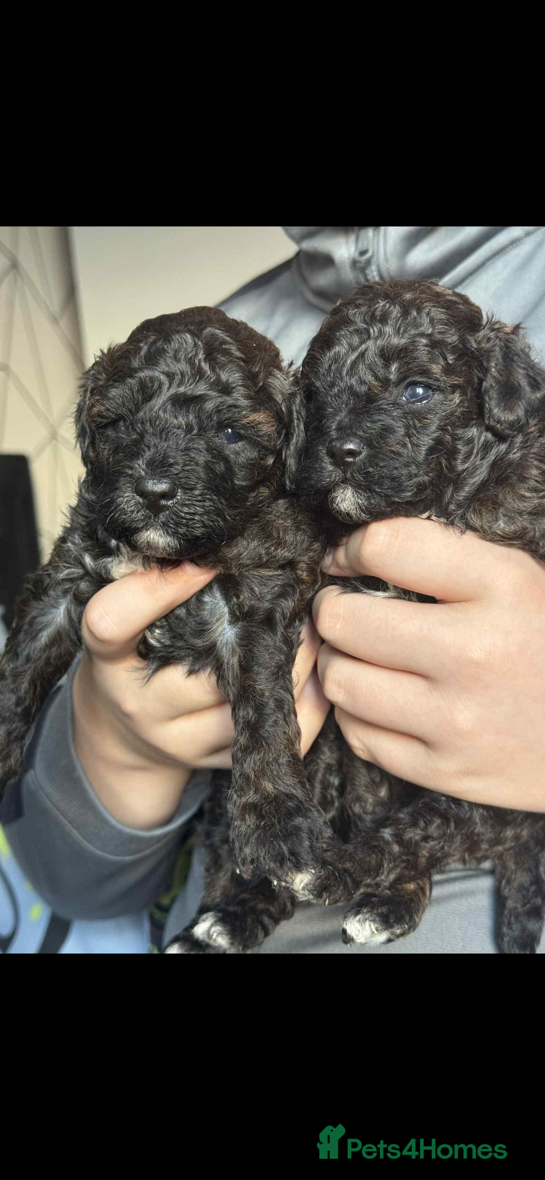 Shihpoo dogs for sale: F1b shihpoo - Advert 4