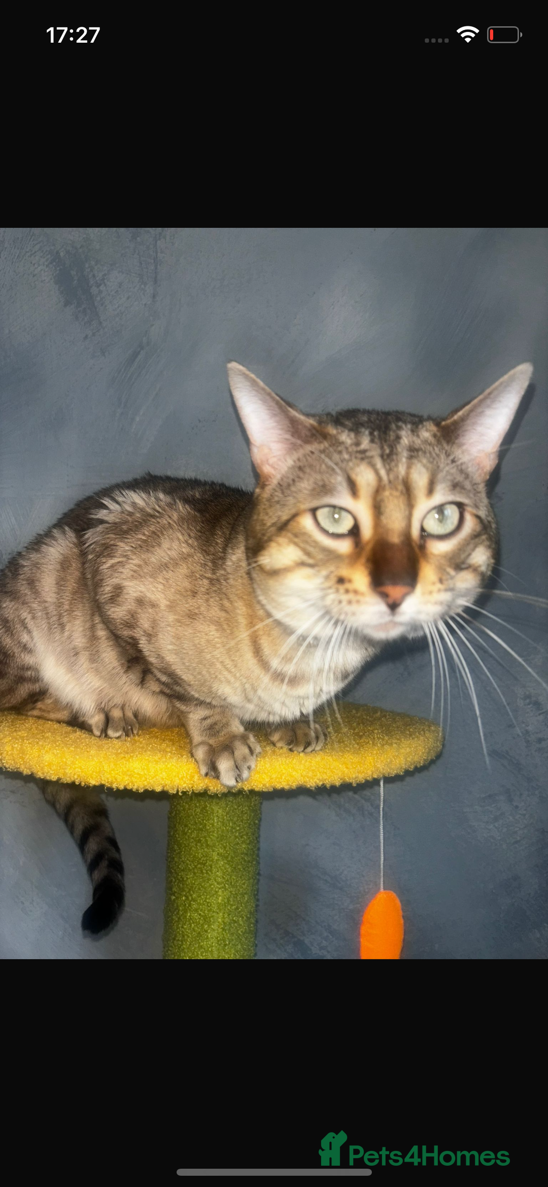 Bengal cats for sale: snow bengal  - Advert 12