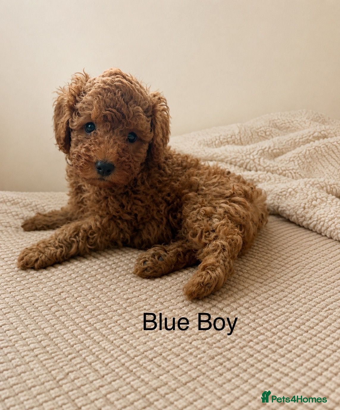 Toy Poodle dogs Fully health tested Deep Red Toy poodle puppies  - Advert 2
