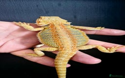 Bearded Dragon reptiles for sale: Pogona vitticeps + vitticeps/Barbata hybrids - Image 23